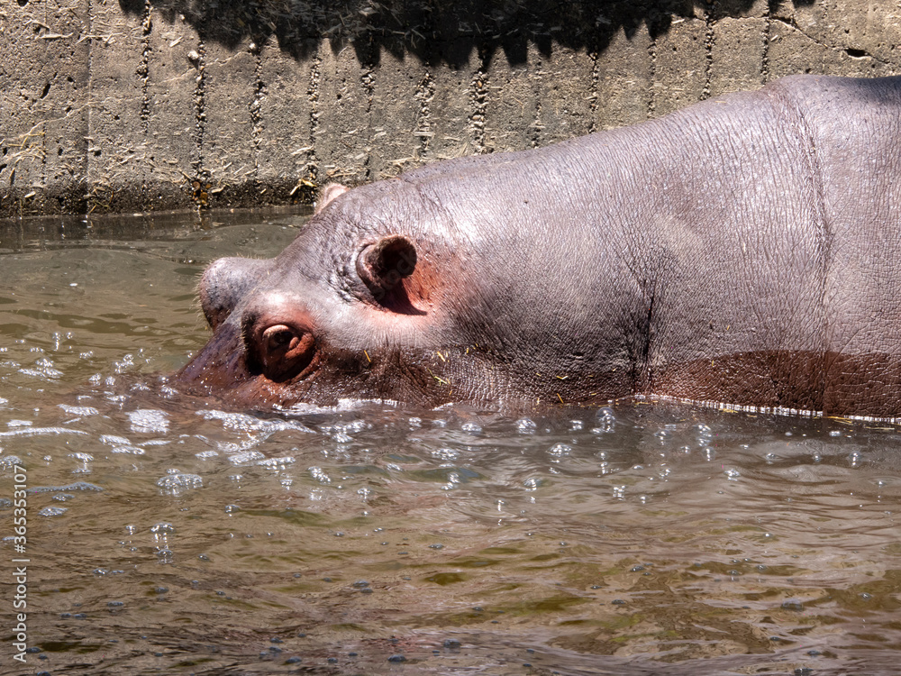 hippopotamus drinking and cooling in the water hippopotamus drinking and cooling in the water