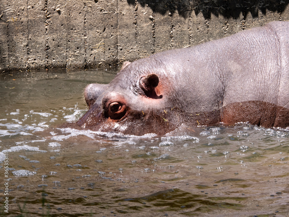 Fototapeta premium hippopotamus drinking and cooling in the water