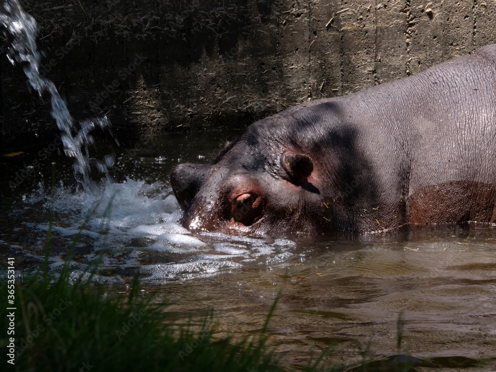 Fototapeta premium hippopotamus drinking and cooling in the water