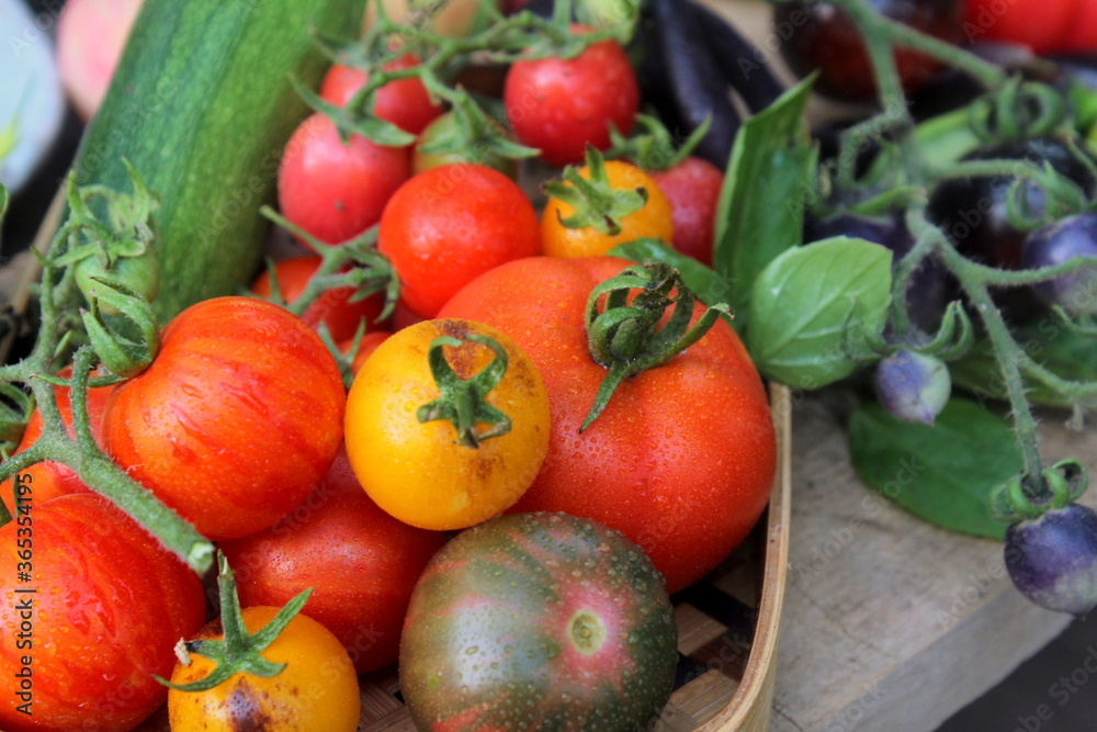 Harvest of tomatoes in different shades on a wooden surface close-up, assorted tomatoes.