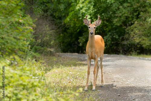 White tail buck looking at camera.