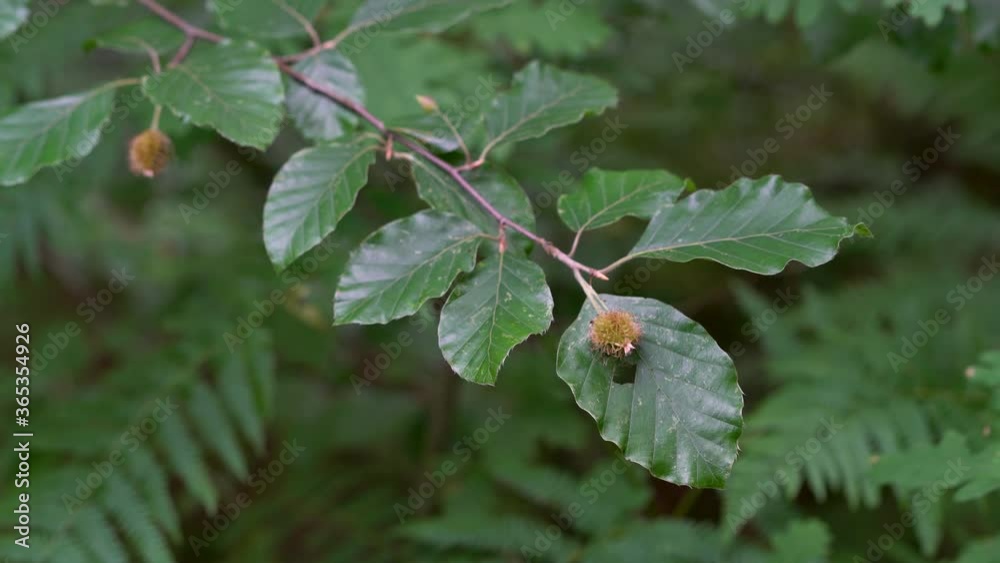 Beechnuts fruits on beech branches (Fagus sylvatica) - (4K) Beechnuts fruits on beech branches (Fagus sylvatica) - (4K)