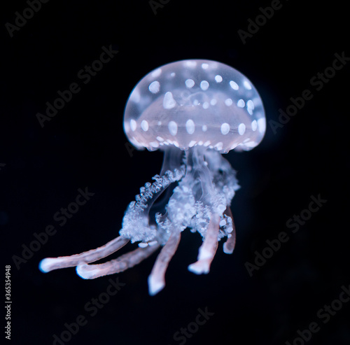 The Purple-striped Jellyfish (Chrysaora colorata) isolated on black background photo