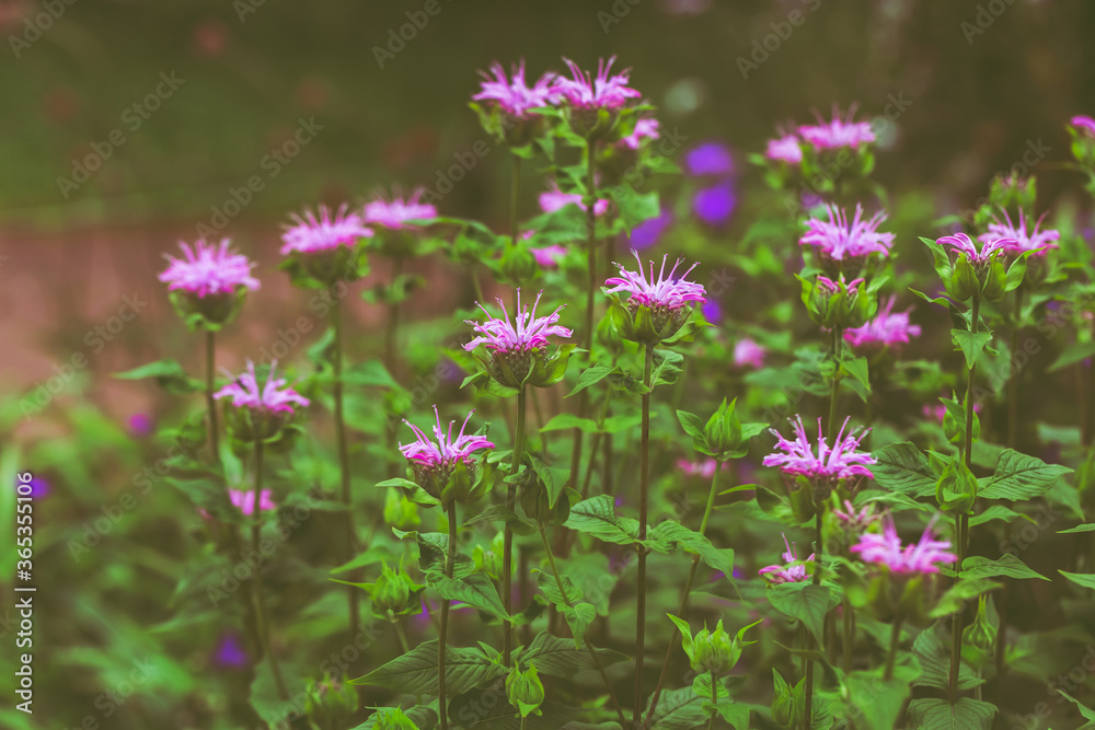 Monarda flowers, wild bergamot, close-up. Purple bright garden flowers on a background of green leaves. Horticultural flowering plant