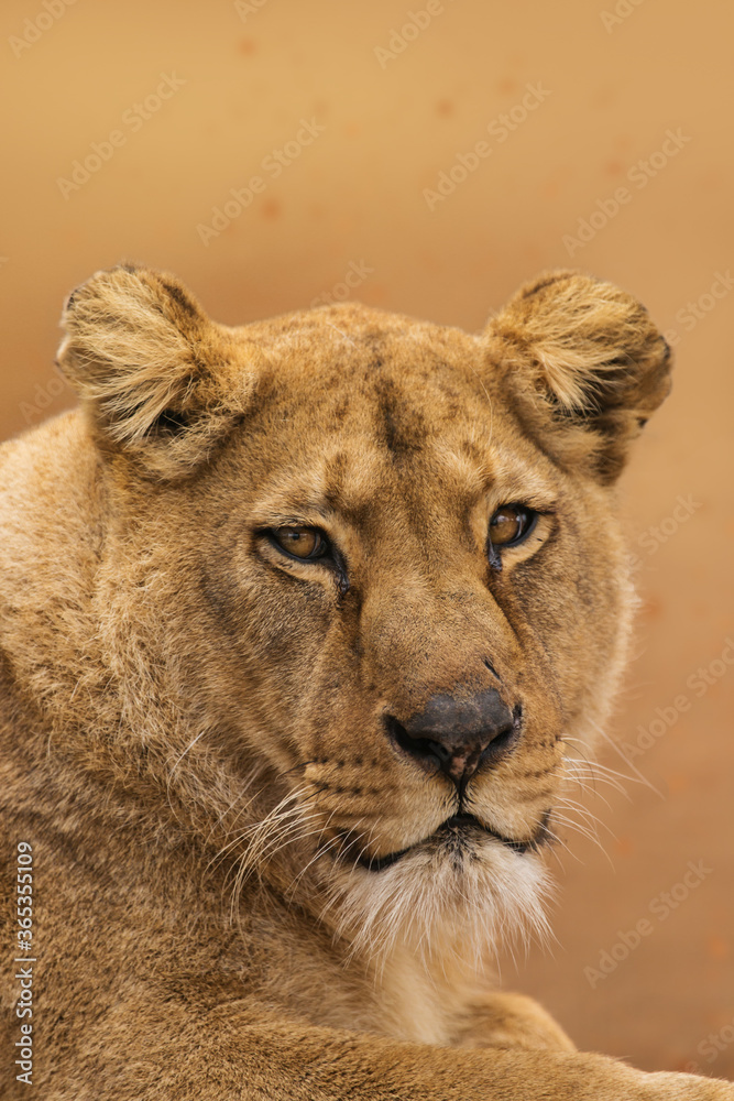 Obraz premium Portrait of a female lion starring at the camera