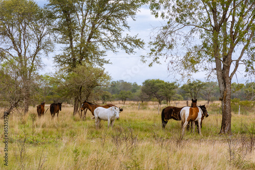 herd of horses