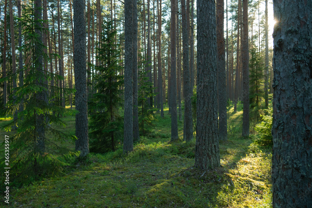 A beautiful green forest where the sun's rays pass through the trees. Sunset in the woods. A beautiful green forest where the sun's rays pass through the trees. Sunset in the woods.