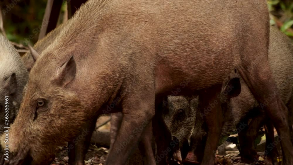 A group of wild boar foraging for food in the mud in front of a rustic wooden structure A group of wild boar foraging for food in the mud in front of a rustic wooden structure