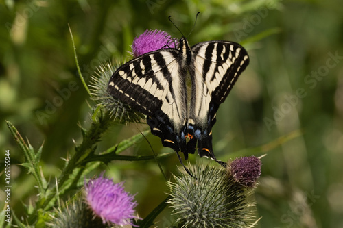 Anise Swallowtail butterfly feeding on a purple thistle flower photo