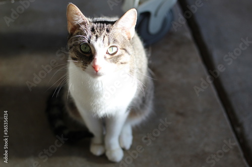Kitty from resscue