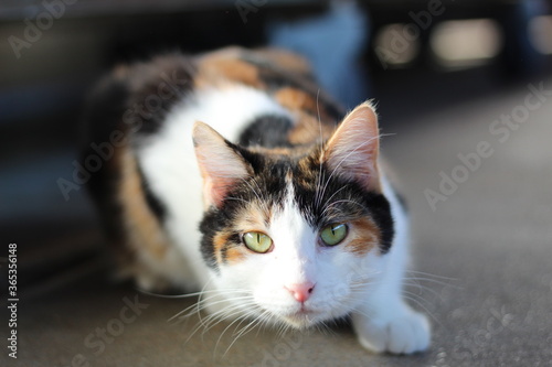 Kanga the rescue cat.