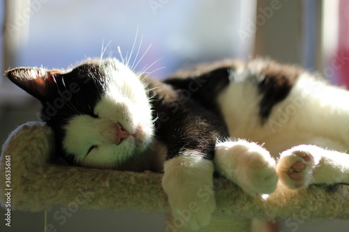 Sleepy brad the rescue cat