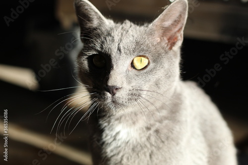 Carrot the rescue cat