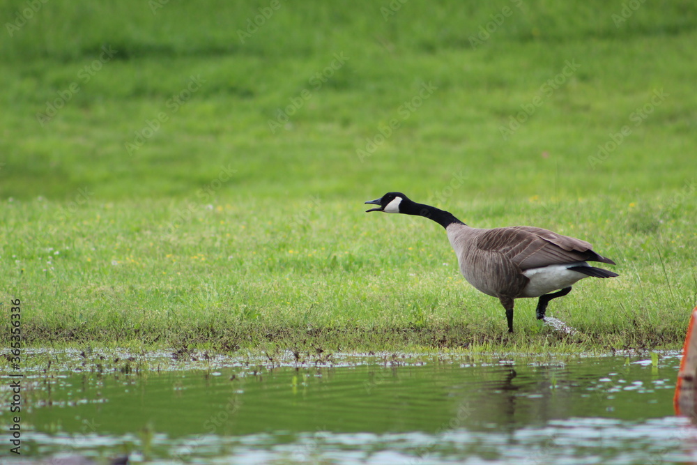 Angry Goose Angry Goose