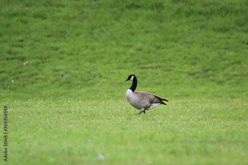 Loner Goose