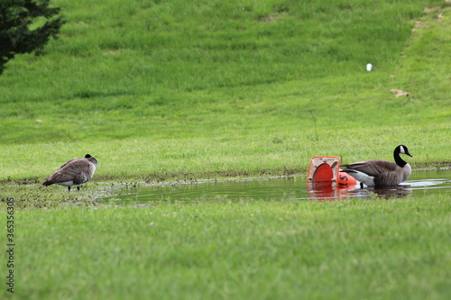 polluted goose