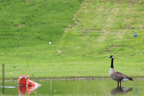 goose