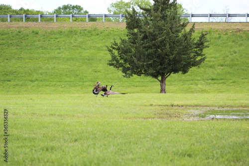 Fighting Geese