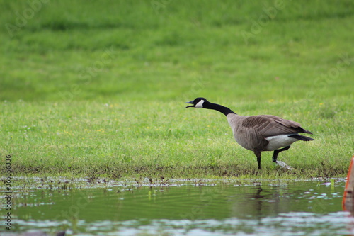 Angry Goose