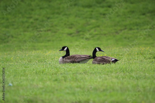 Two geese being friends