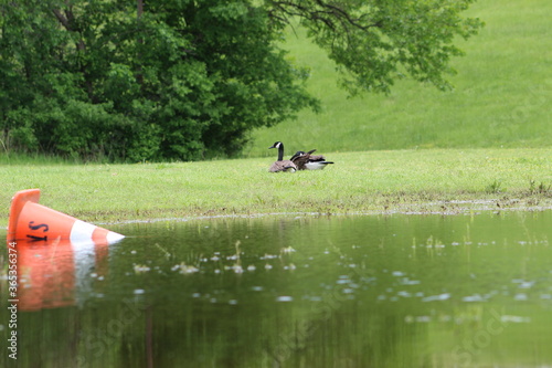 two geese next to a polluted pond