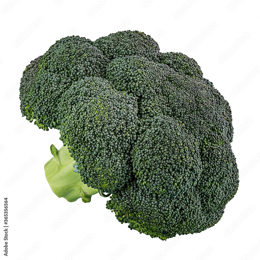 Broccoli isolated on white background Broccoli isolated on white background