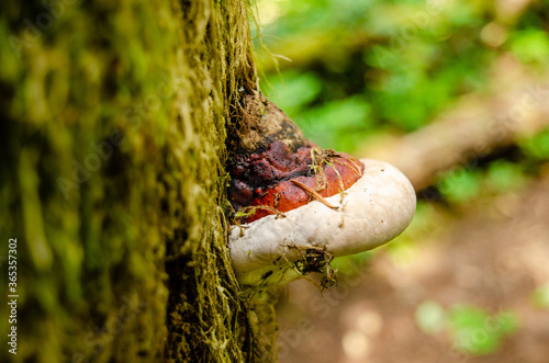 Red Belt Mushroom 2 A large red belt mushroom grows on the trunk of a fir tree in Linley Valley, Nanaimo BC