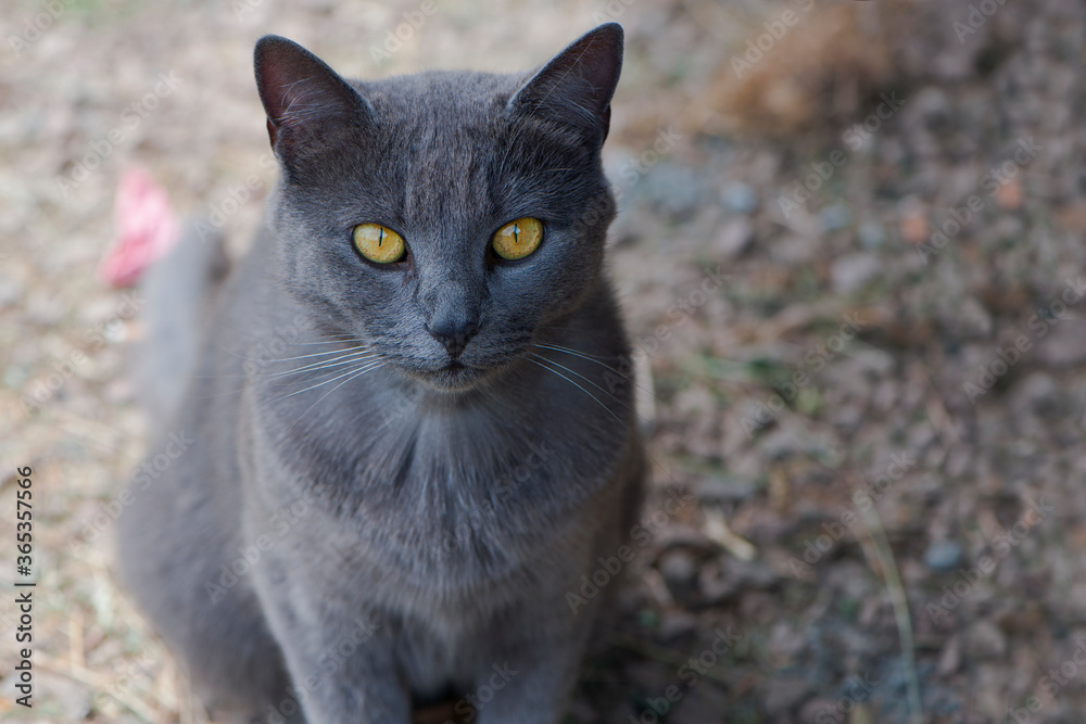 
close-up gray cat with bright yellow eyes