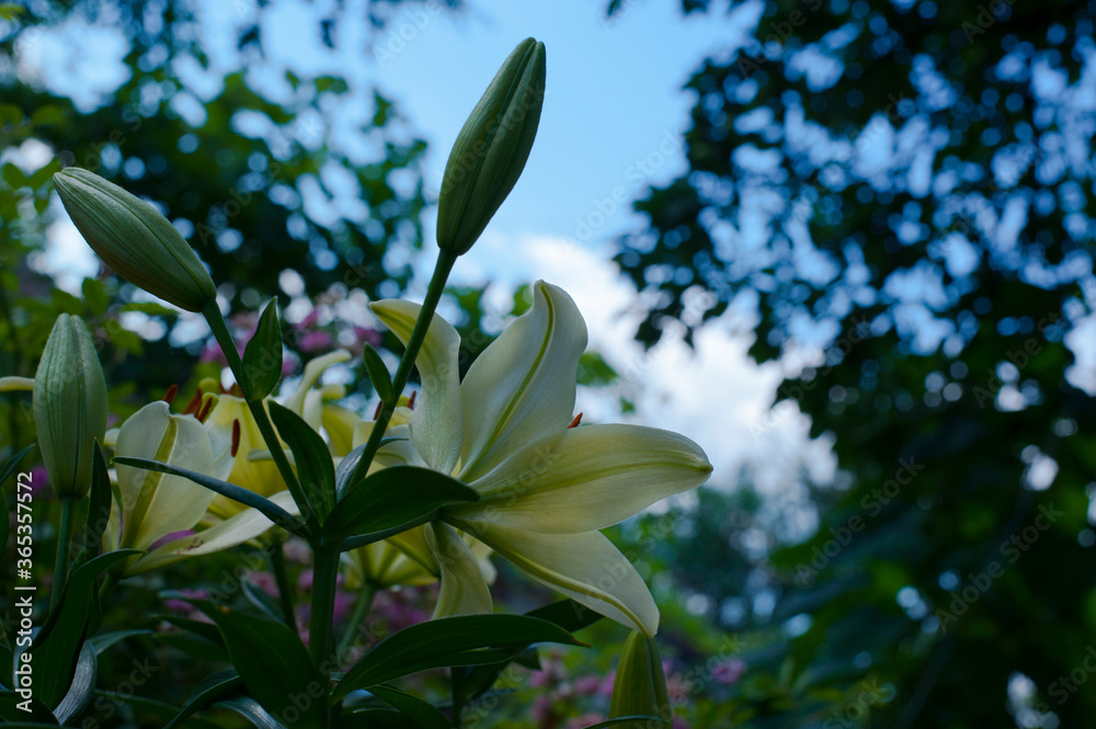 
flower and buds of yellow lily in the garden
