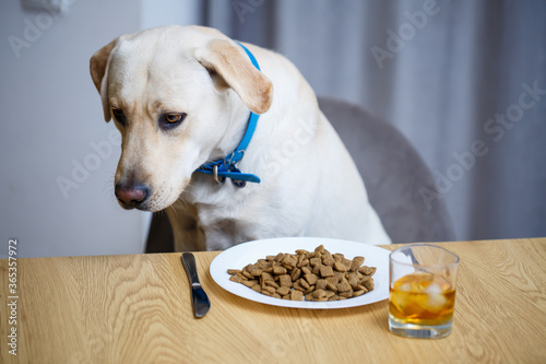 Yellow Labrador Retriever dog posing sitting at a table with goodies. Dog food in a white plate