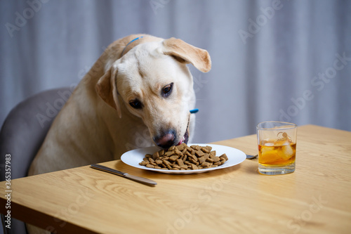 Yellow Labrador Retriever dog posing sitting at a table with goodies. Dog food in a white plate