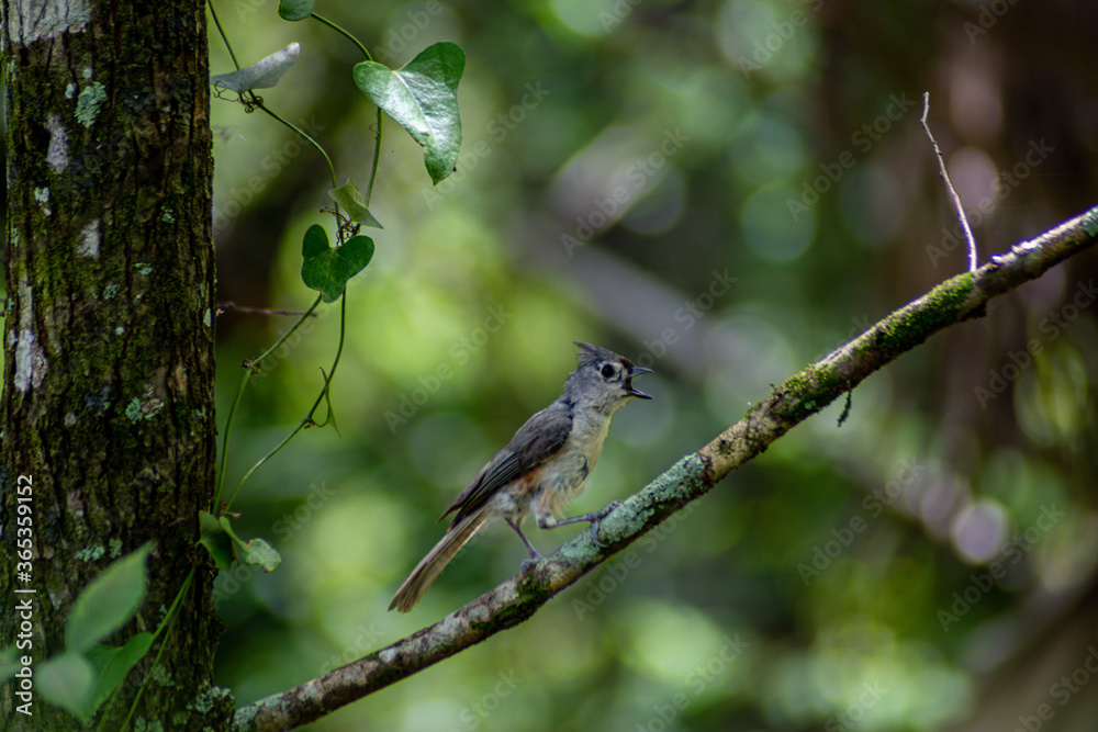 Naklejka premium bird on a branch
