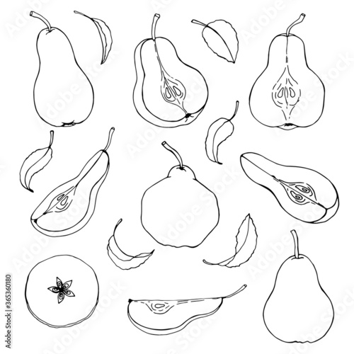 Set of vector pears on white background. Hand drawn sketch. Eco food. Vector illustration. Isolated drawing on white background.
