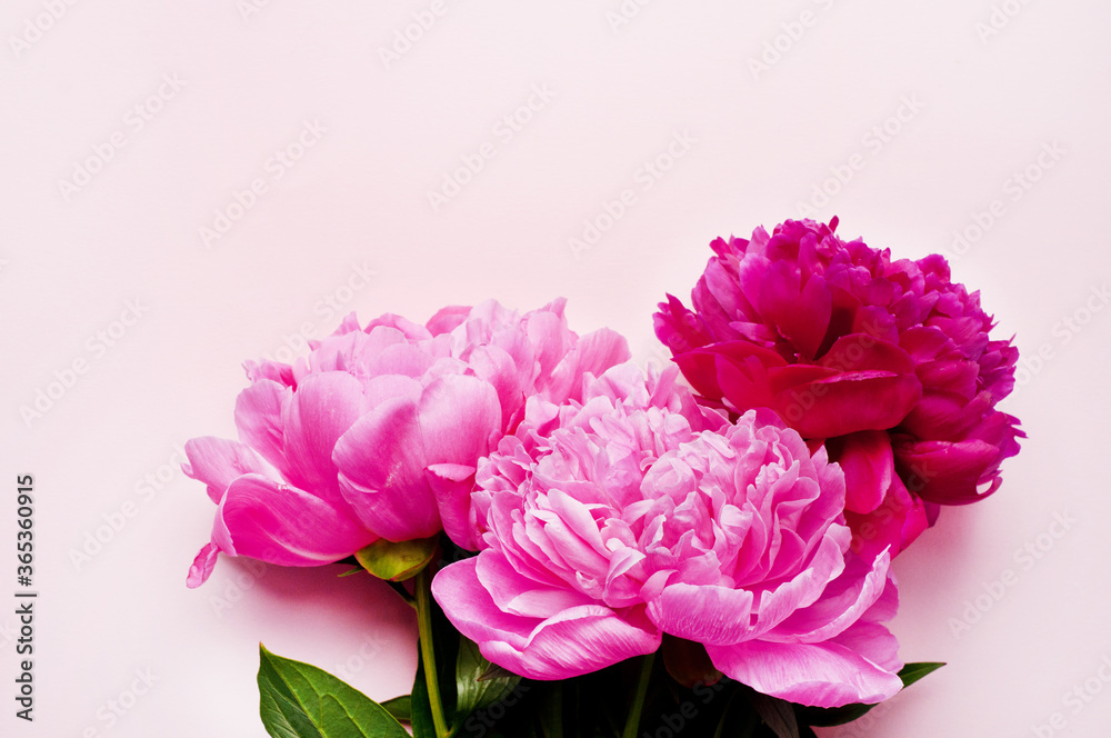 Pink peony flowers on a pink background. Top view, vertical format. Concept Mother's Day, Family Day, Valentine's Day.