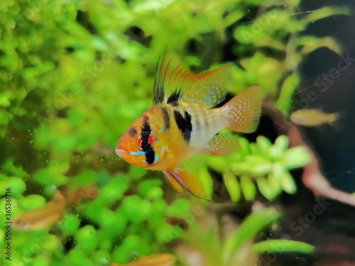 tropical fish in aquarium