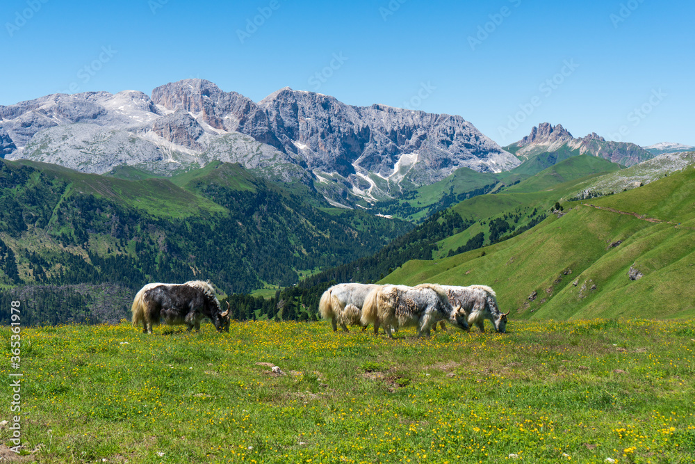 Hairy Scottish yak against the backdrop of the mountains. Alps, Dolomites, Trentino Alto Adige, Val Venegia.