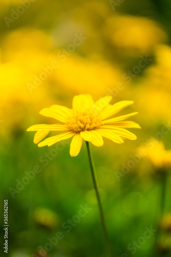 yellow flower in the garden