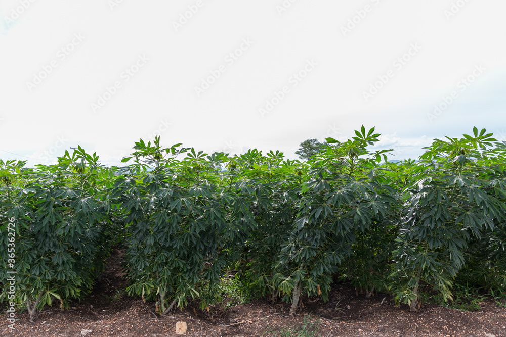 Cassava plantation in the field.Young shoots of green cassava. organic cassava field at rural agriculture landscape. cassava tree growth in planting farm, manioc or tapioca planting field.