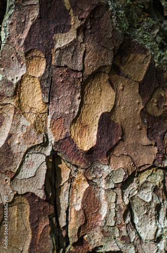 Texture of the pine bark