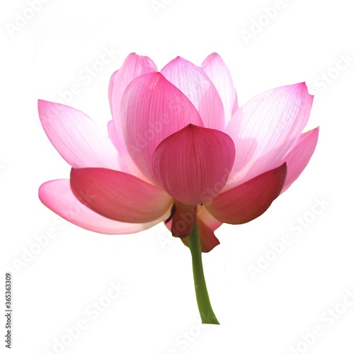 Flower lotus blossom single element on white background 