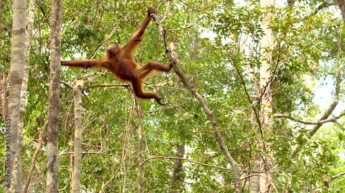 An orangutan swinging back and forth on a tree and grabbing another tree photo