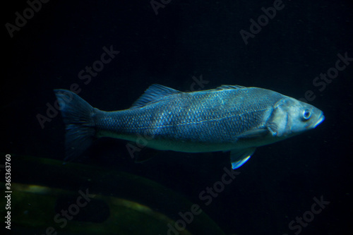 The European bass (Dicentrarchus labrax). photo