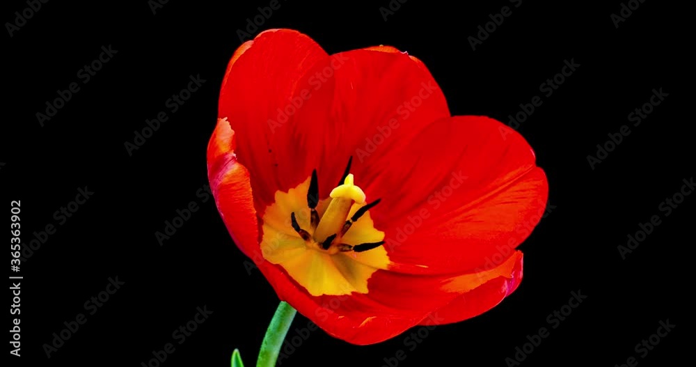 Red tulip opening time lapse on black background, alpha channel. Red tulip opening time lapse on black background, alpha channel.