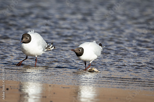 Gaviotas peleando por comida en una reserva natural protegida de Argentina. Mendoza. Fauna silvestres. Aves  photo