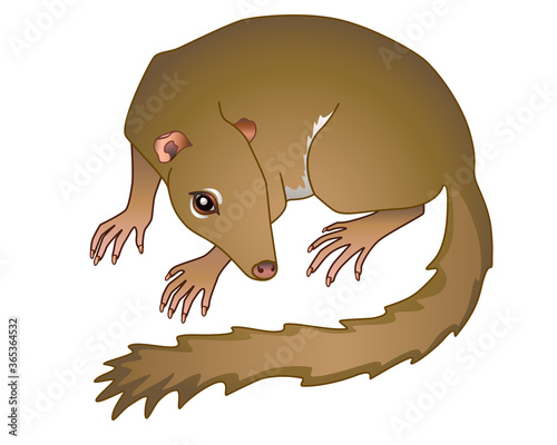 Treeshrew. Tupaia - small Asian animal - vector full color illustration. Small tree shrews is a primate, mammal. The Common Treeshrew is an adult. photo