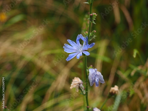 Chicory flowers found in Szczecin Poland