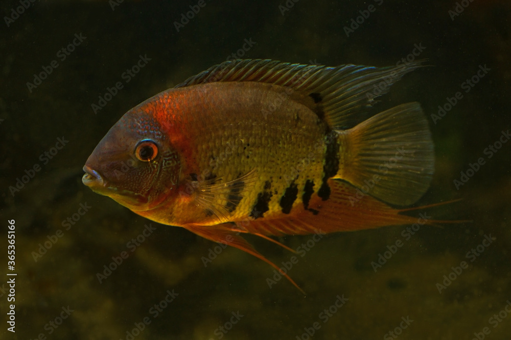 Cichlasoma cichlid (Heros sp. Rotkeil ). Cichlasoma cichlid (Heros sp. Rotkeil ).