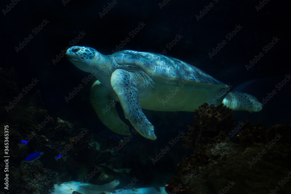 Fototapeta premium The green sea turtle, green turtle, black (sea) turtle or Pacific green turtle (Chelonia mydas).