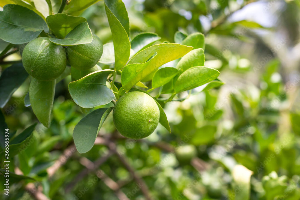 Green lemon lime on tree in garden,Fresh lime green on the tree with light bokeh background Green lemon lime on tree in garden,Fresh lime green on the tree with light bokeh background