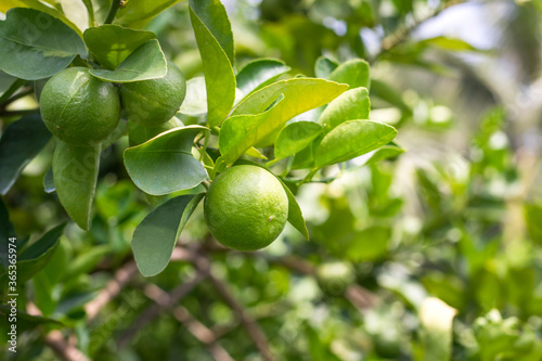Green lemon lime on tree in garden Fresh lime green on the tree with light bokeh background